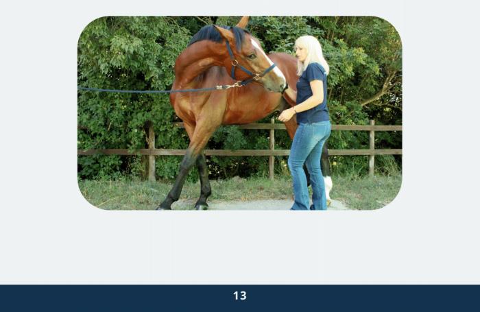 Guida pratica alle tecniche di stretching:   cultura del cavaliere e benessere del cavallo