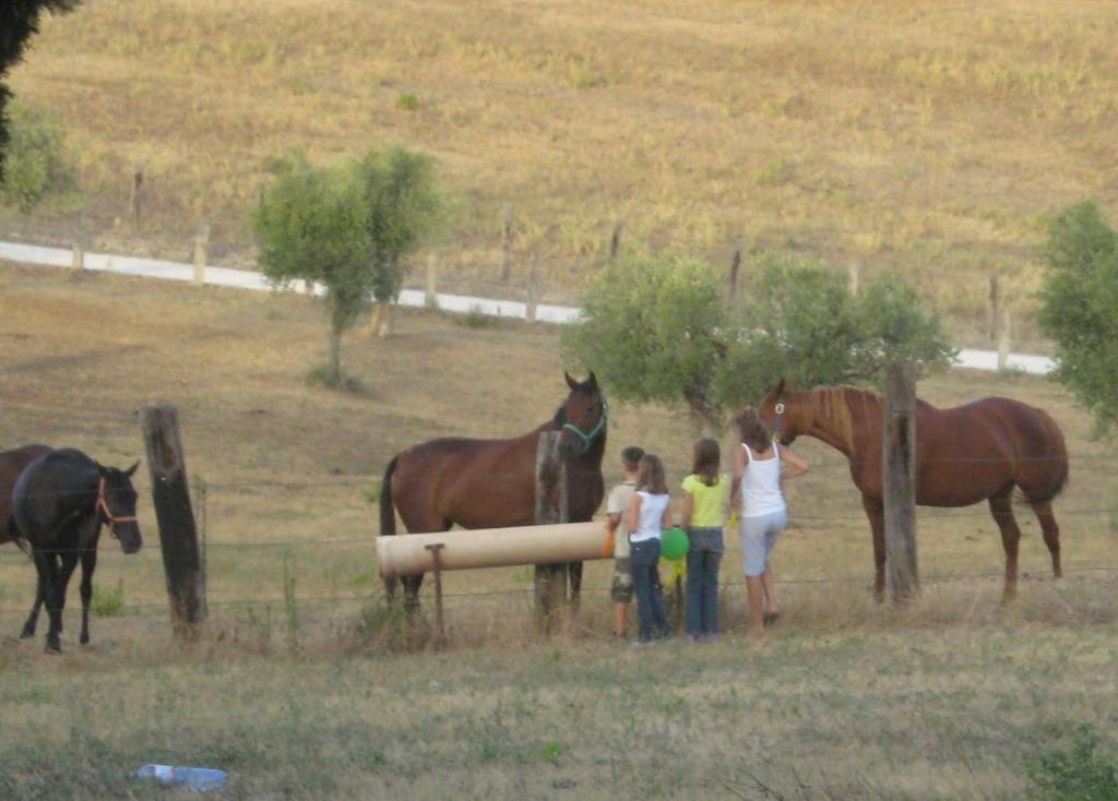 Regione Siciliana, regole per il benessere dei cavalli