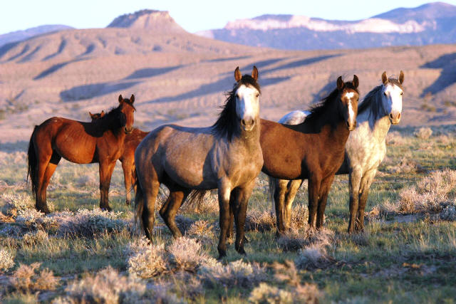 Anno Domini 2015: recuperiamo la cultura equestre
